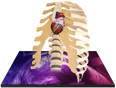 The ribcage protects the heart from outside forces.