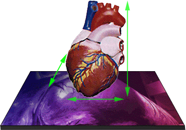 The Human Heart