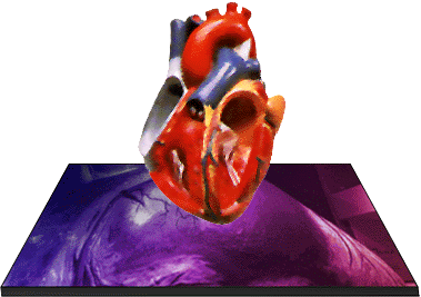 The Structure of The Heart